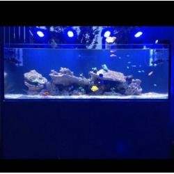 Red Sea Reefer XXL 750 De Luxe wit incl. 4x Reefled en arms