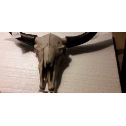 Skull bull head