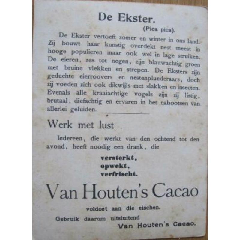 van Houten cacao reclame kaarten van vogels