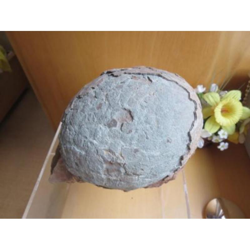 dinosaurus egg