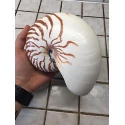 Nautilus Schelp