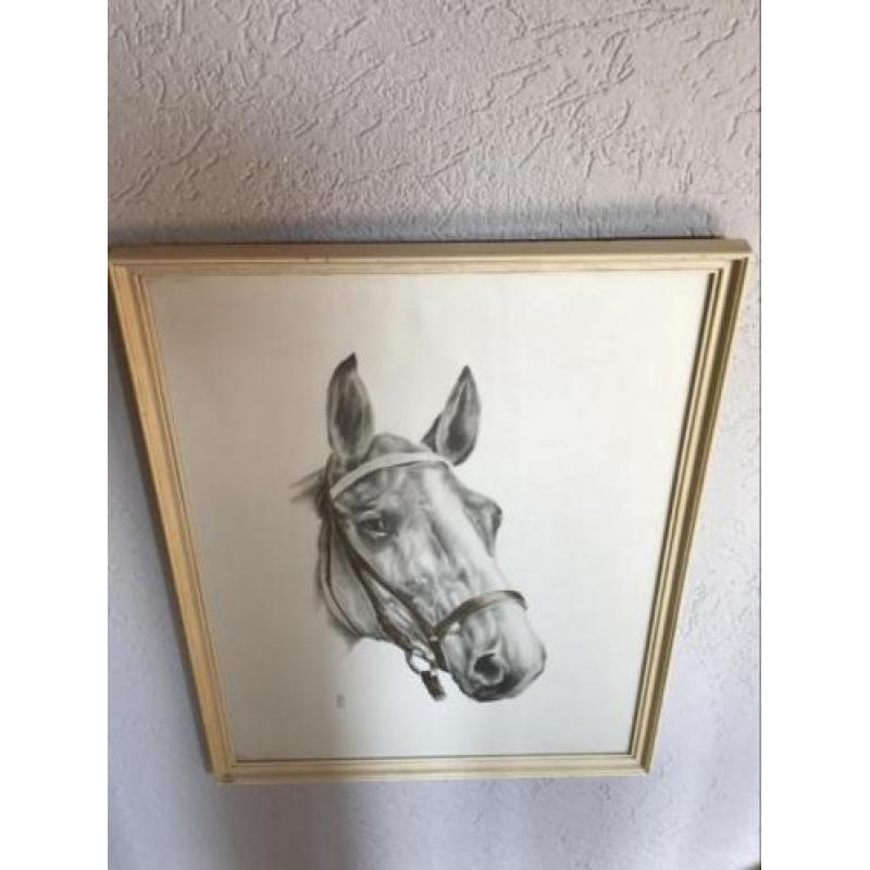 Paarden hoofd tekening (prent ) 47x63 cm