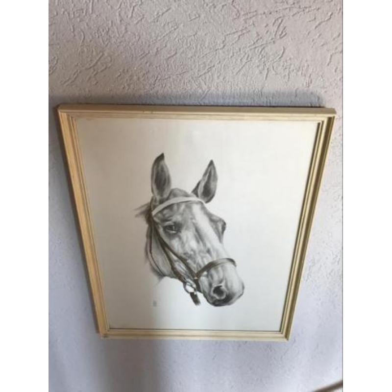 Paarden hoofd tekening (prent ) 47x63 cm