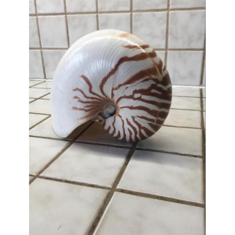 Nautilus Schelp