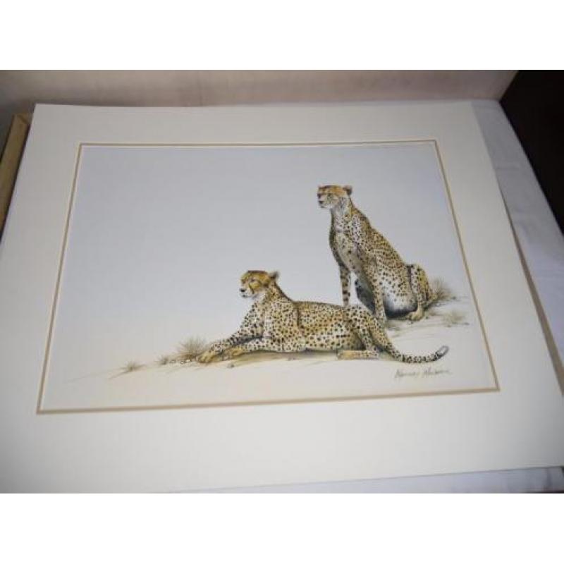 WENDY WALDECK: gesigneerde waterverftekening *Cheetah's*