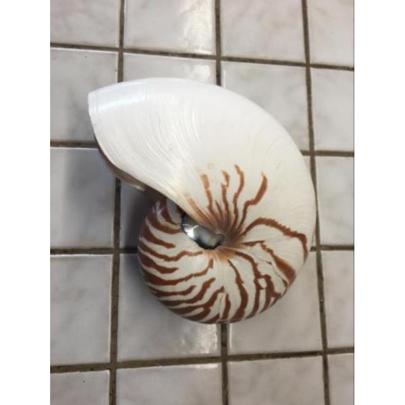 Nautilus Schelp