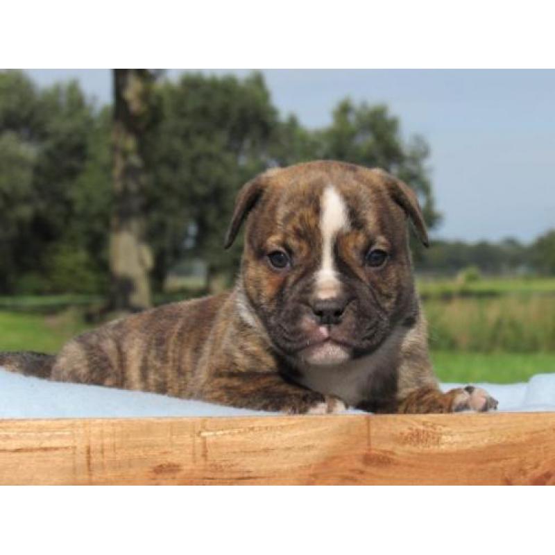 Old English Bulldog pups Het gezonde type! Mogen direct mee