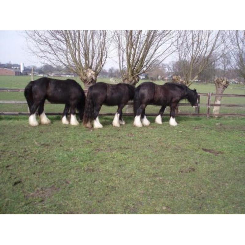 Op zoek naar een betrouwbare tinker / irish cob?