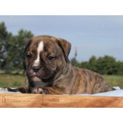 Old English Bulldog pups Het gezonde type! Mogen direct mee