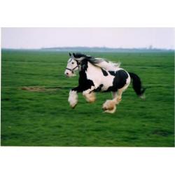 Op zoek naar een betrouwbare tinker / irish cob?