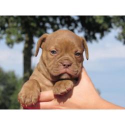 Old English Bulldog pups Het gezonde type! Mogen direct mee