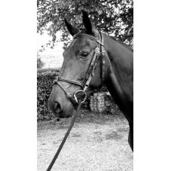 Knappe 7 jarige merrie