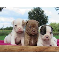 Old English Bulldog pups Het gezonde type! Mogen direct mee