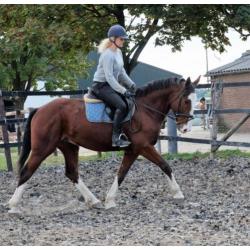 4 jr Ierse ruin, aparte verschijning!