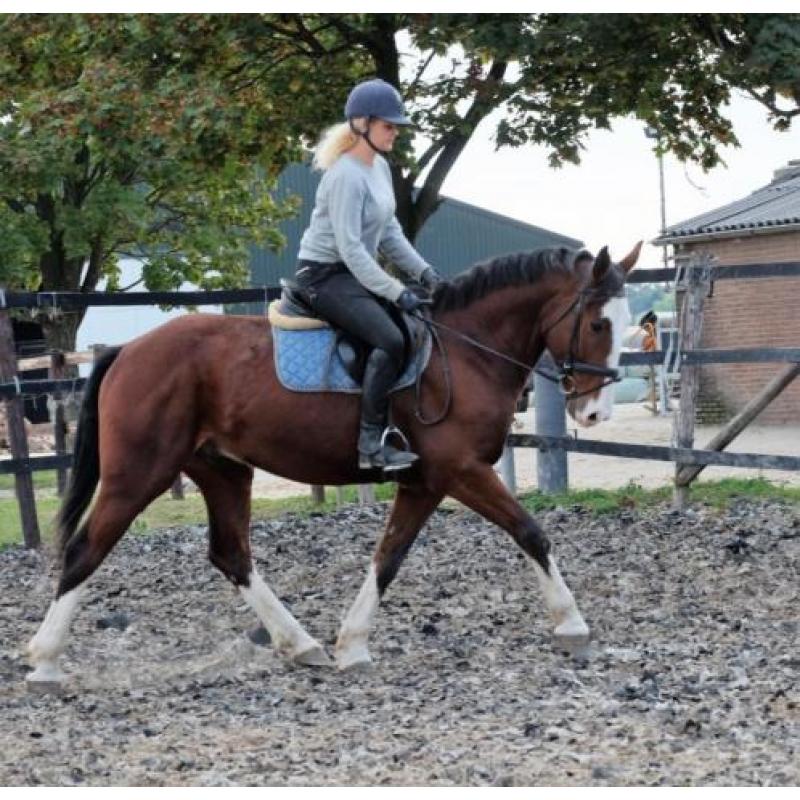 4 jr Ierse ruin, aparte verschijning!